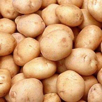 Семенной картофель Дума сверхранний сорт устойчив к заболеваниям и к климату вкусный класс СЭ ф35-55мм Украина
Семенной картофель Дума сверхранний сорт устойчив к заболеваниям и к климату вкусный класс СЭ ф35-55мм Украина