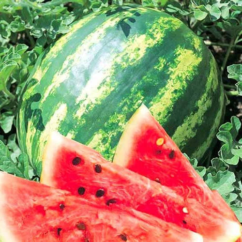 Кримсон Свит 10 шт семена арбуза GSN Франция
Кримсон Свит 10 шт семена арбуза GSN Франция