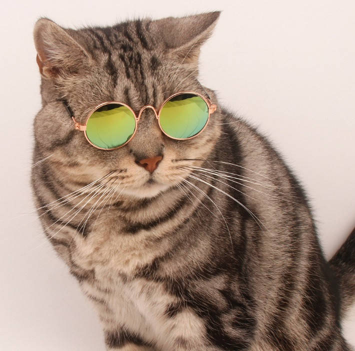 Очки солнцезащитные для котов собак Oppo Золотистая зеркалка, Золотистый
Очки солнцезащитные для котов собак Oppo Золотистая зеркалка, Золотистый