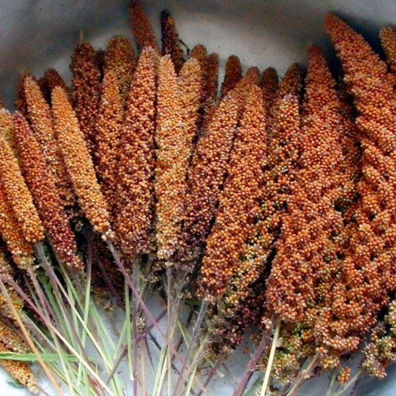 Семена Чумизы красной, Красный