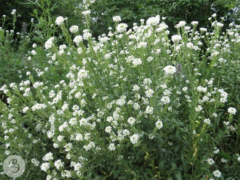 Икотник семена (100 шт), Белый 
Икотник семена (100 шт), Белый