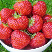 Саженцы клубники ГУРМАНДИН ремонтантный сорт
Саженцы клубники ГУРМАНДИН ремонтантный сорт