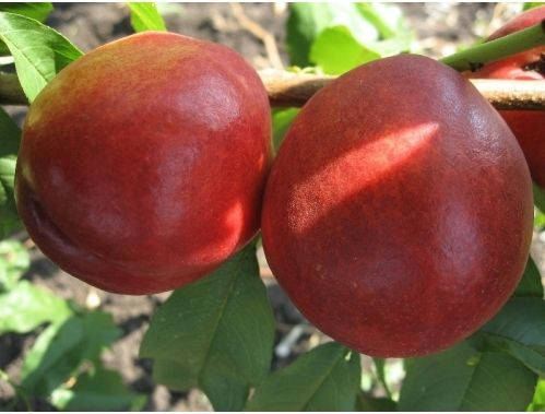 Нектарин Старк Сангло (средний) 
Нектарин Старк Сангло (средний)