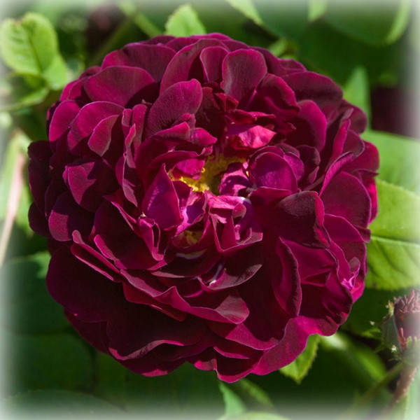 Роза Таскани Суперб (Tuscany Superb), галльская в контейнере 
Роза Таскани Суперб (Tuscany Superb), галльская в контейнере