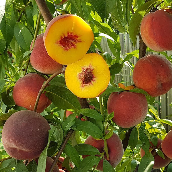 Саженцы персика «Диамант Принцессы» - 2-летний
Саженцы персика «Диамант Принцессы» - 2-летний