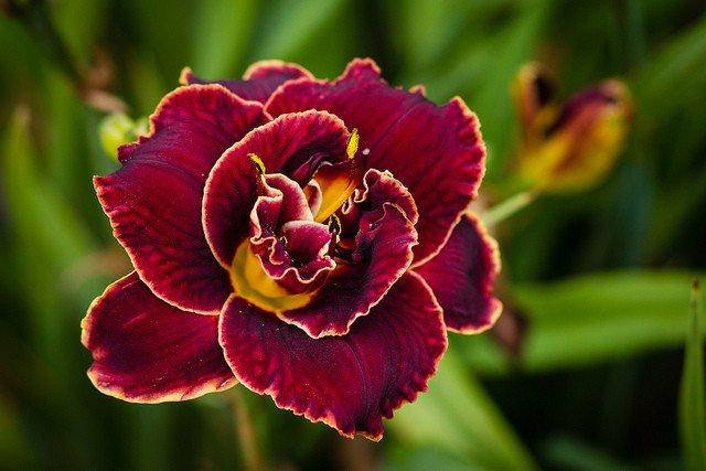 Лилейник Night Embers (саженцы)
Лилейник Night Embers (саженцы)