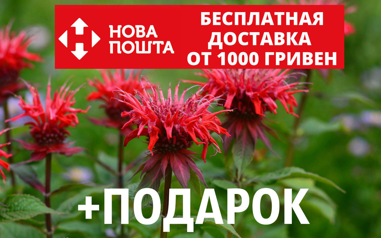 Монарда семена (20 шт) (бергамот, двойчатая, Monarda didyma) для саженцев +инструкции + подарок, Красный
Монарда семена (20 шт) (бергамот, двойчатая, Monarda didyma) для саженцев +инструкции + подарок, Красный
