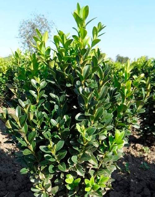 Самшит вечнозеленый (Буксус) 
Самшит вечнозеленый (Буксус)