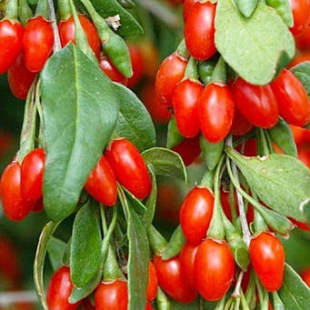 Саженець годжи МАГИЯ ЛЮБВИ (Magic of love) - поздний, 1-летний 
Саженець годжи МАГИЯ ЛЮБВИ (Magic of love) - поздний, 1-летний