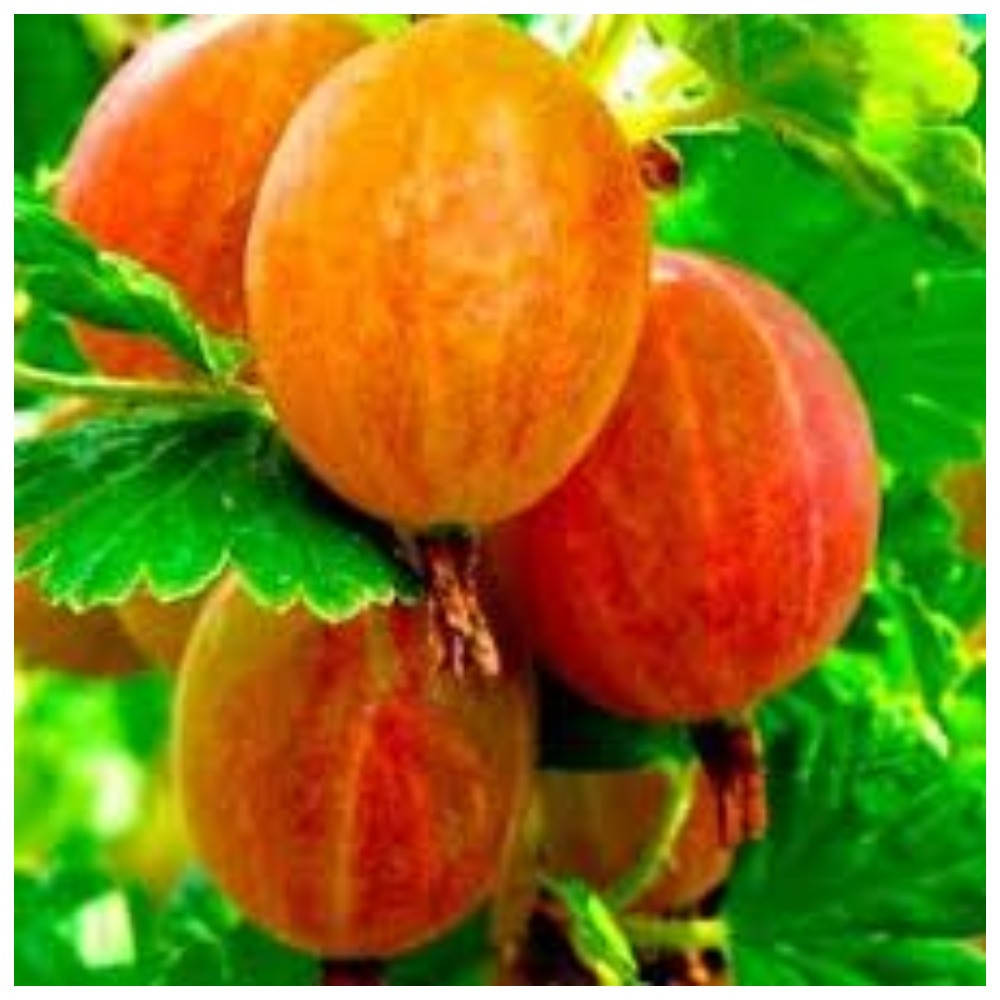 Крыжовник Сварог
Крыжовник Сварог