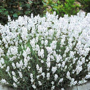 Лаванда Arctic Snow Lavender angustifolia Arctic Snow Лаванда узколистая Арктик Сноу 3х летка
Лаванда Arctic Snow Lavender angustifolia Arctic Snow Лаванда узколистая Арктик Сноу 3х летка
