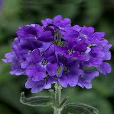 Семена цветов Вербена гибридная Тускани F1 Блю синяя (Tuscany F1 Blue) 10 шт Syngenta, Синий
Семена цветов Вербена гибридная Тускани F1 Блю синяя (Tuscany F1 Blue) 10 шт Syngenta, Синий