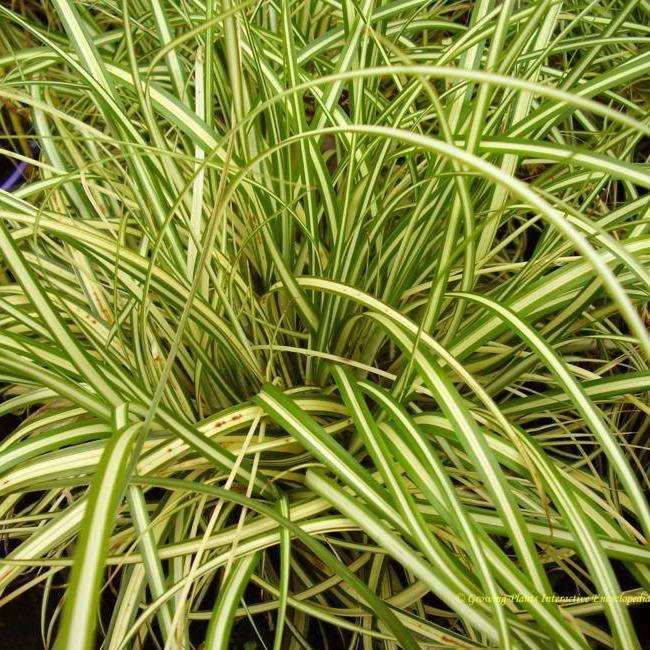 Карекс птиценожковый вариегата, Carex ornithopoda Variegata
Карекс птиценожковый вариегата, Carex ornithopoda Variegata