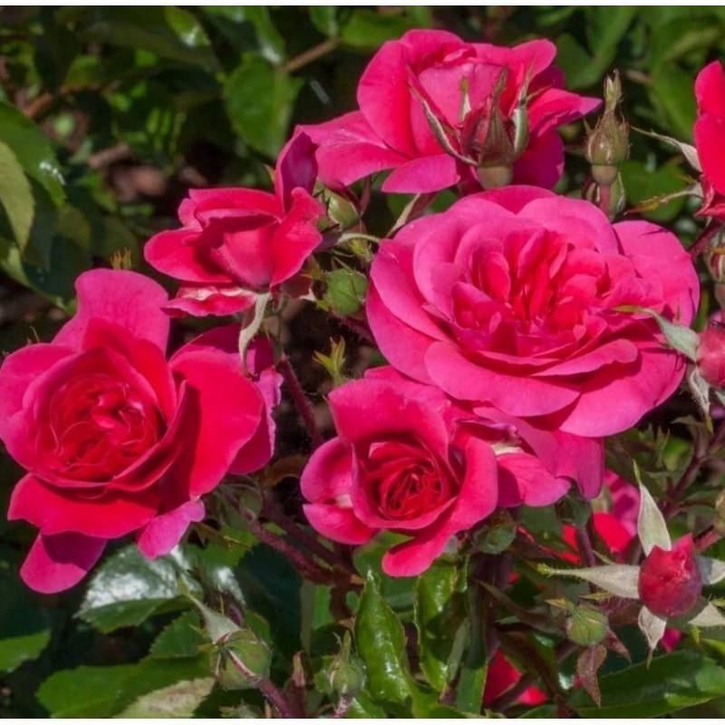 Саженцы роз "Сангрия"
Саженцы роз "Сангрия"