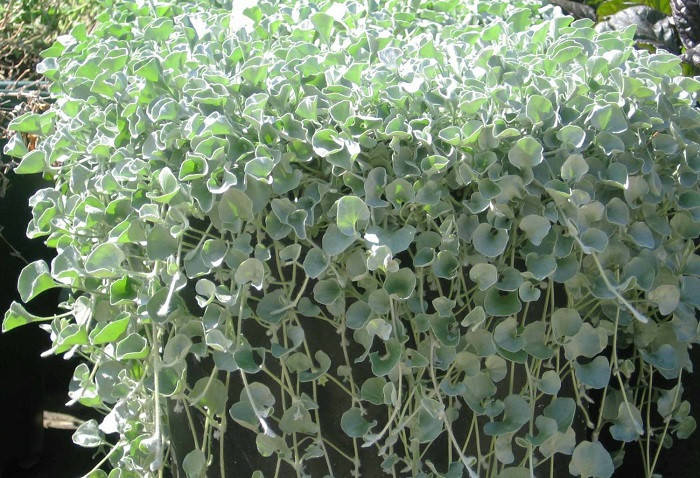 Дихондра серебряный водопад (Dichondra Argentea Silver Falls) - ампельное неприхотливое растение, Silver-blue
Дихондра серебряный водопад (Dichondra Argentea Silver Falls) - ампельное неприхотливое растение, Silver-blue