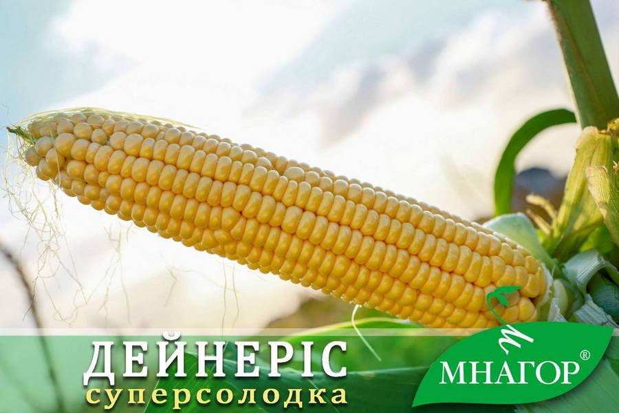 Сахарная кукуруза Дейнерис (Барселона) F1, Sh2-тип, 4000 семян на 6 соток, 65-68 дней, ультраранний
Сахарная кукуруза Дейнерис (Барселона) F1, Sh2-тип, 4000 семян на 6 соток, 65-68 дней, ультраранний