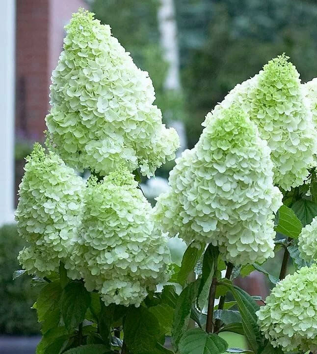 Гортензия метельчатая Меджикал Мунлайт \Hydrangea 'Magical Moonlight' ( саженцы 3 года) Новинка
Гортензия метельчатая Меджикал Мунлайт \Hydrangea 'Magical Moonlight' ( саженцы 3 года) Новинка