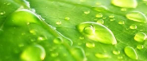 Прилипач 5л 20л прилипатель и адьювант
Прилипач 5л 20л прилипатель и адьювант