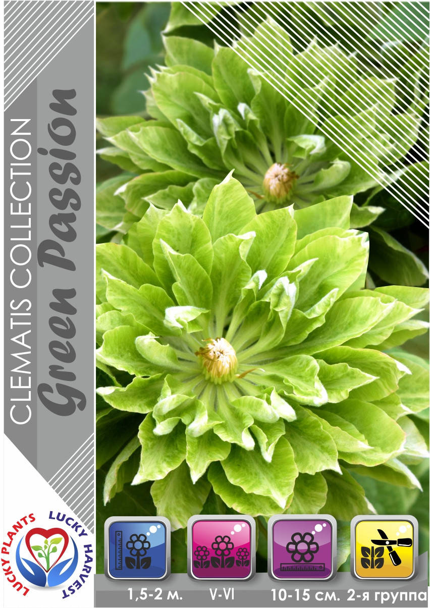 Саженцы Клематиса "GREEN PASSION" (Грин Пешн) ТМ LUCKY HARVEST. Возраст 1+ (2-а группа подрезки)
Саженцы Клематиса "GREEN PASSION" (Грин Пешн) ТМ LUCKY HARVEST. Возраст 1+ (2-а группа подрезки)