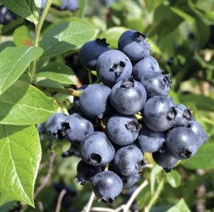 Лохина БлюГолд
Лохина БлюГолд