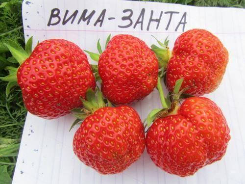 Клубника Чамора Туруси
Клубника Чамора Туруси