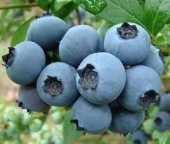 ГОЛУБИКА БЛЮГОЛД САЖЕНЦЫ В ГОРШКЕ 3-Х ЛЕТНИЕЕ
ГОЛУБИКА БЛЮГОЛД САЖЕНЦЫ В ГОРШКЕ 3-Х ЛЕТНИЕЕ