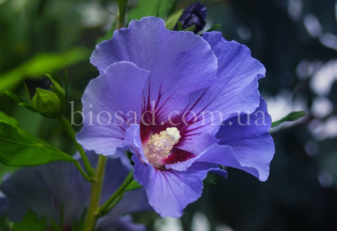 Гибискус сирийский Oiseau Bleu (Blue Bird) 
Гибискус сирийский Oiseau Bleu (Blue Bird)