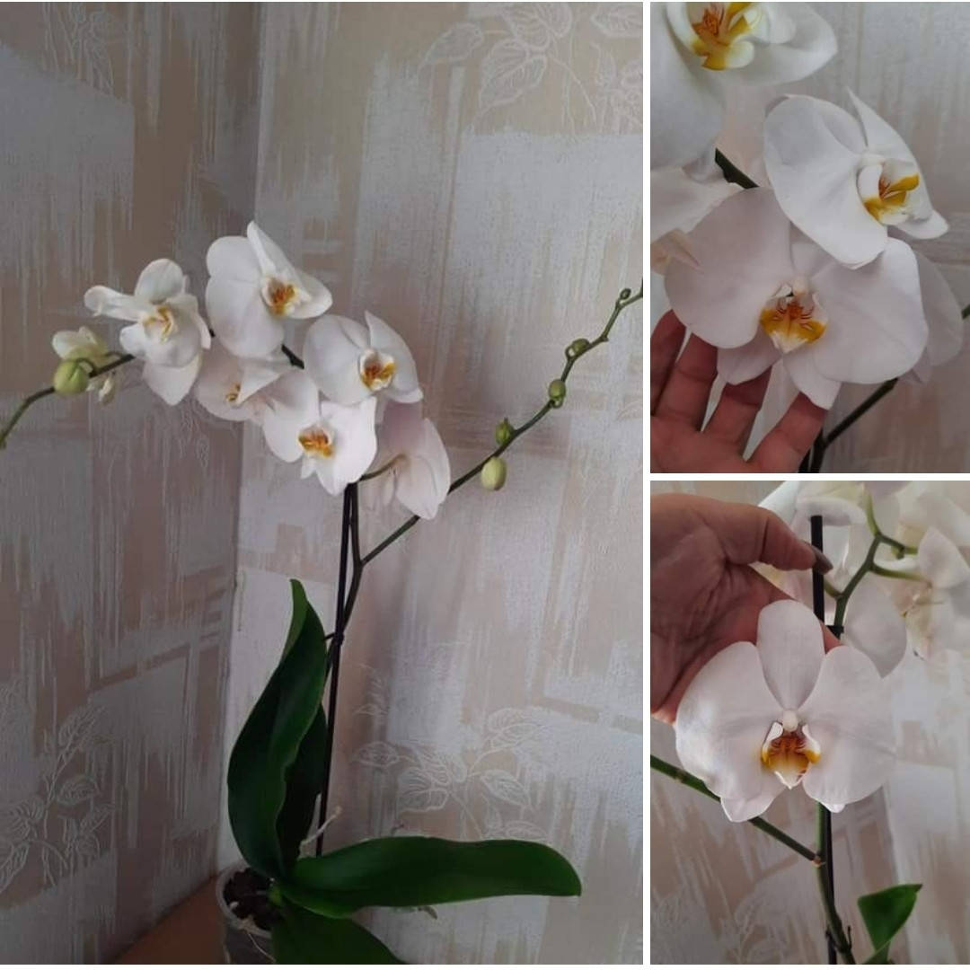 Квітуча орхідея горшик 12
Квітуча орхідея горшик 12