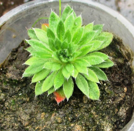 Проломник гіллястий. Розсада в контейнерах Д5. 
Проломник гіллястий. Розсада в контейнерах Д5.