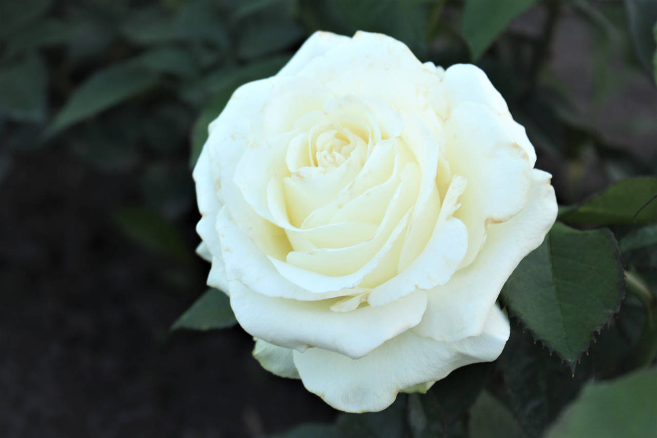 Саженцы роз Уайт Шоколад (White Chocolate, Белый шоколад)
Саженцы роз Уайт Шоколад (White Chocolate, Белый шоколад)