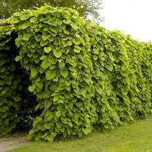 Кирказон крупнолистный 
Кирказон крупнолистный