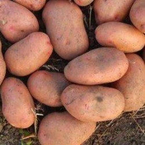 Картофель Славянка лежкий устойчив к болезням высокоурожайный сорт среднеспелый класс СЭ ф35 - 55 мм Украина
Картофель Славянка лежкий устойчив к болезням высокоурожайный сорт среднеспелый класс СЭ ф35 - 55 мм Украина
