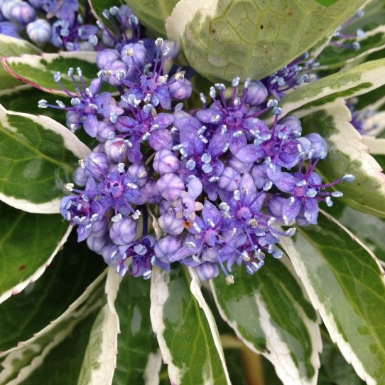 Саженцы Гортензии крупнолистной Мариеси Вариегата (Hydrangea macrophylla Mariesii Variegata)
Саженцы Гортензии крупнолистной Мариеси Вариегата (Hydrangea macrophylla Mariesii Variegata)