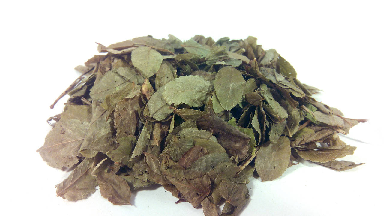 Черника обыкновенная листья
Черника обыкновенная листья