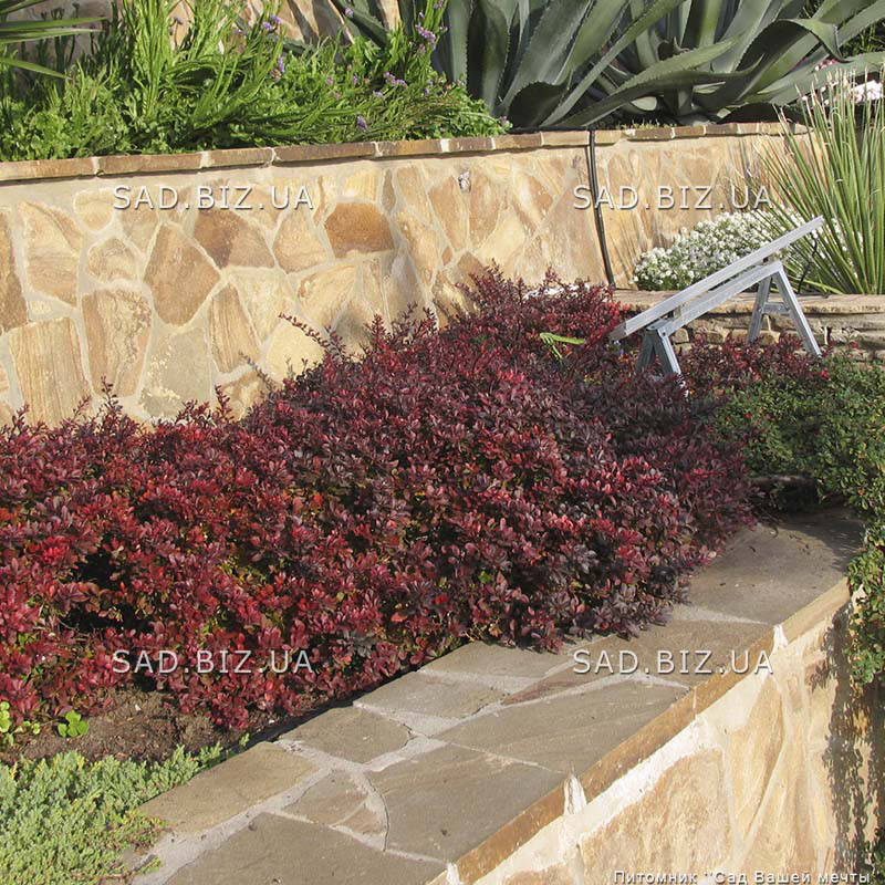 Барбарис Тунберга 'Atropurpurea Nana' в 3-литровом контейнере
Барбарис Тунберга 'Atropurpurea Nana' в 3-литровом контейнере