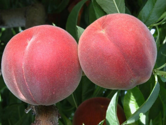 Саженцы персика Алибланка
Саженцы персика Алибланка