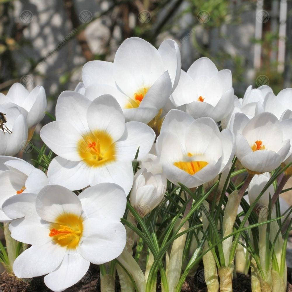 Крокус Жанна д`Арк (Jeanne d'Ark) 
Крокус Жанна д`Арк (Jeanne d'Ark)