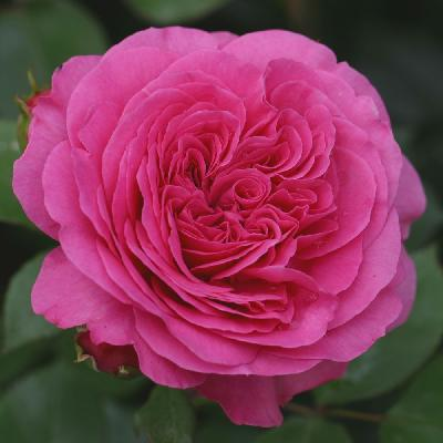 Саженцы розы "Claire Marshall" (Клер Маршалл)
Саженцы розы "Claire Marshall" (Клер Маршалл)