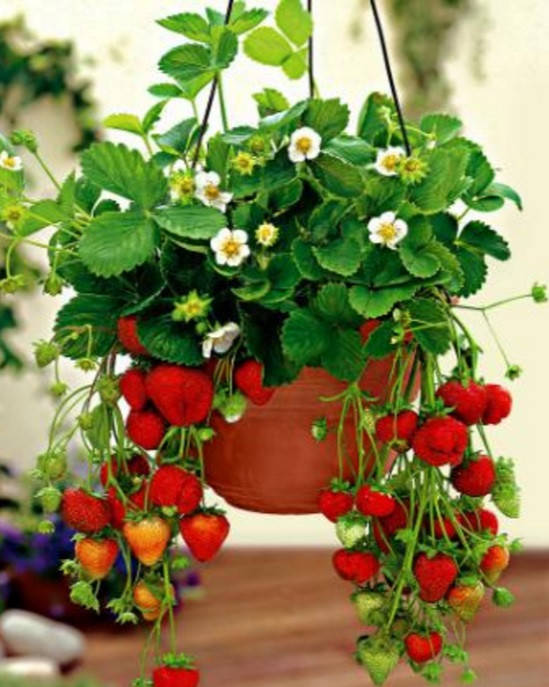 Клубника Королева Елизавета 2, для кашпо, вазона, балкона, подоконника зимой, террасы. Горшок 9 см. В Киеве 
Клубника Королева Елизавета 2, для кашпо, вазона, балкона, подоконника зимой, террасы. Горшок 9 см. В Киеве