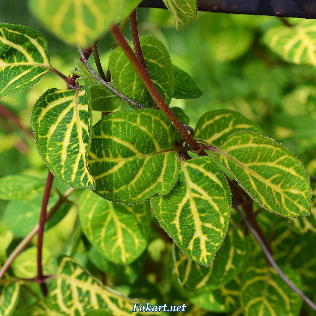 Жимолость японская золотисто-сетчатая ауретикулата, Lonicera japonica Aureoreticulata
Жимолость японская золотисто-сетчатая ауретикулата, Lonicera japonica Aureoreticulata