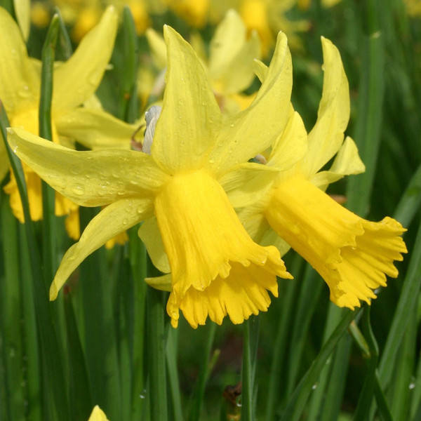 Луковицы Нарцисс February Gold
Луковицы Нарцисс February Gold