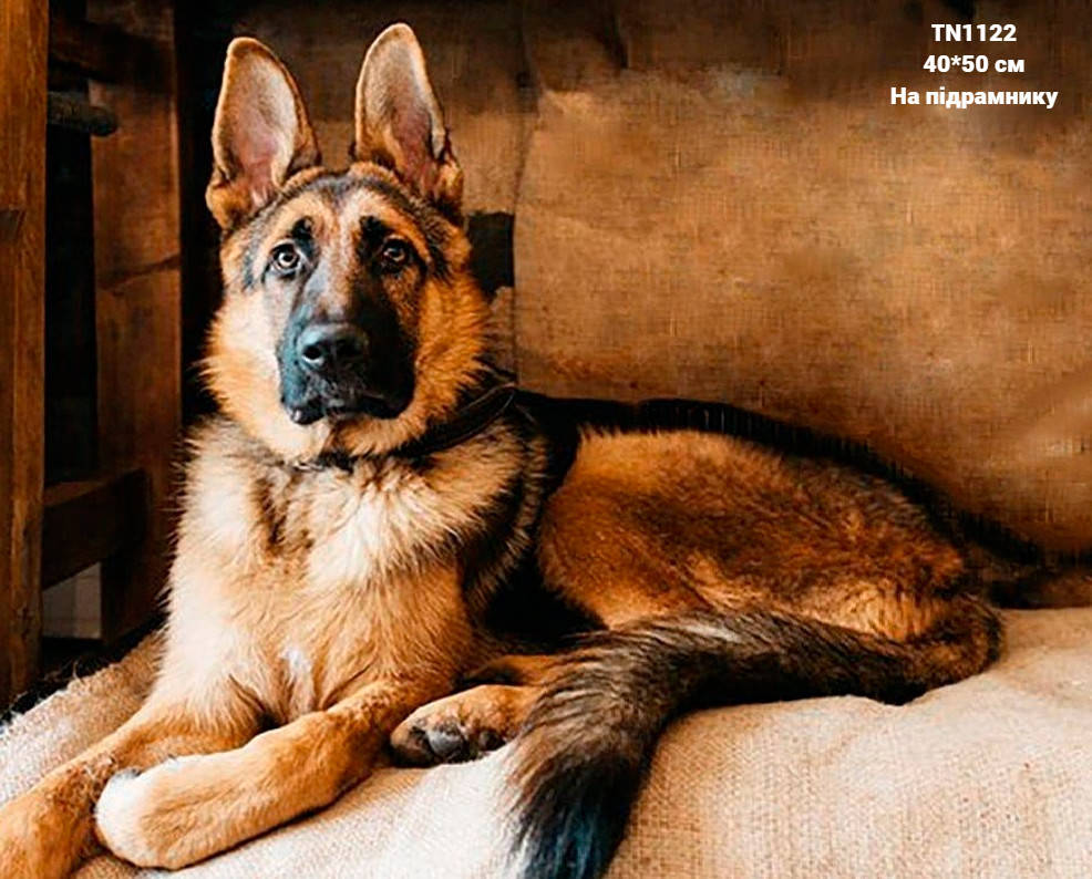 Верный друг Овчарка 40/50 Алмазная мозаика на подрамнике квадратные алмазы
Верный друг Овчарка 40/50 Алмазная мозаика на подрамнике квадратные алмазы