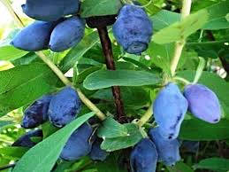 Четырехлетние саженцы жимолости Карина высокоурожайная в 7.5 л. контейнере
Четырехлетние саженцы жимолости Карина высокоурожайная в 7.5 л. контейнере