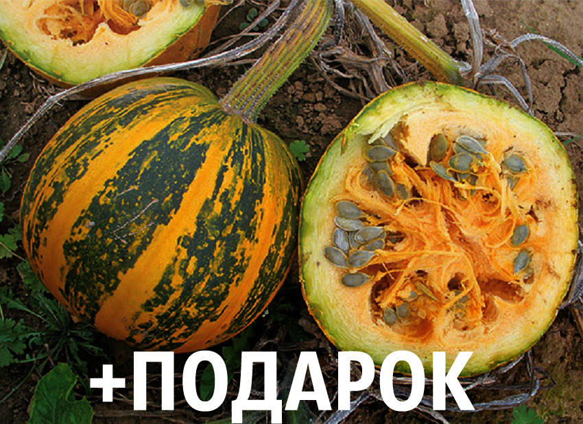 Тыква голосеменная семена 20 грамм (около 100 шт) насіння гарбуза + подарок + инструкции
Тыква голосеменная семена 20 грамм (около 100 шт) насіння гарбуза + подарок + инструкции