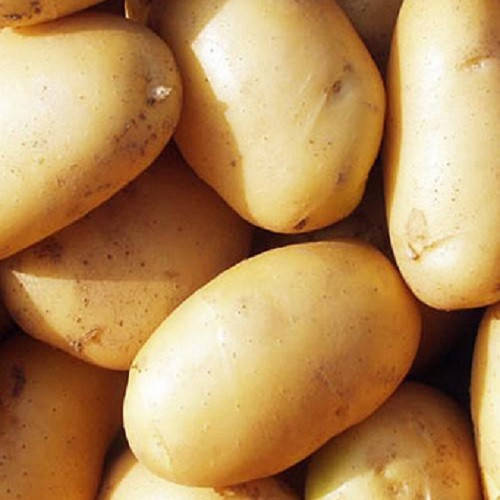 Картофель Доната сорт ранний очень вкусный лежкий устойчивый к вирусам вкусный класс 1Р ф35-55 Германия
Картофель Доната сорт ранний очень вкусный лежкий устойчивый к вирусам вкусный класс 1Р ф35-55 Германия