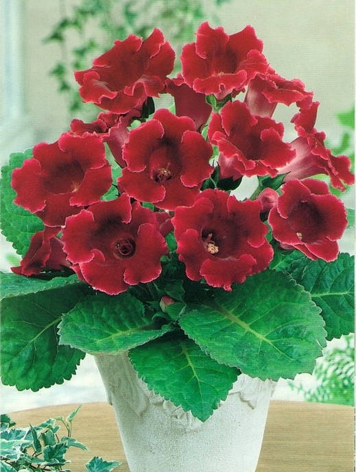 Глоксиния Red King / Рэд Кинг / 1 клубень
Глоксиния Red King / Рэд Кинг / 1 клубень