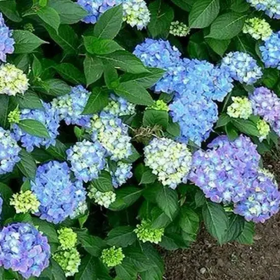 Гортензия "ФОРЕВЕР энд ЭВЕР БЛЮ" крупнолистная (Hydrangea macrophylla `Forever & Ever Blue`) / Саженцы
Гортензия "ФОРЕВЕР энд ЭВЕР БЛЮ" крупнолистная (Hydrangea macrophylla `Forever & Ever Blue`) / Саженцы