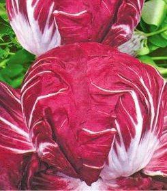 Семена салата Пола Росса (имп)
Семена салата Пола Росса (имп)