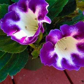 Глоксинія Holliwood світло-фіолетова 1 цибулина
Глоксинія Holliwood світло-фіолетова 1 цибулина