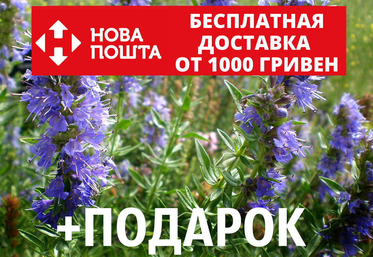 Иссоп семена (20 шт) (узколистный или лекарственный) синий зверобой для саженцев Hyssópus angustifolius
Иссоп семена (20 шт) (узколистный или лекарственный) синий зверобой для саженцев Hyssópus angustifolius